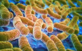 Бактерии coli в моче: Escherichia coli (эшерихия коли) в моче