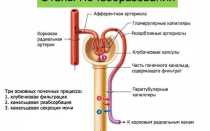 Сколько беременная должна писать за сутки