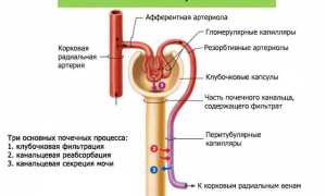Сколько беременная должна писать за сутки