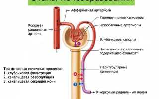 Сколько беременная должна писать за сутки