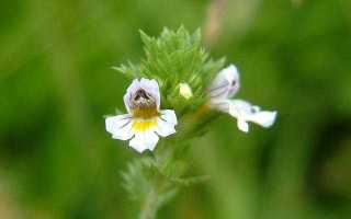 Как правильно принимать урологические сборы