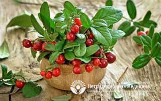 Брусничный лист полезные свойства и противопоказания