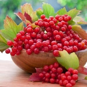 ягоды калины от кашля