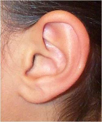ушная раковина фото