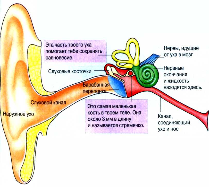 rebenku-voda popala-v-ukho-chto-delat'