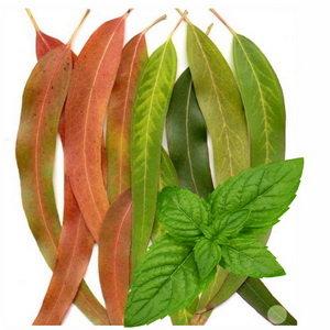 можно ли при кашле делать ингаляции с эвкалиптом