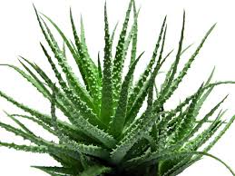 можно ли алоэ капать в ухо