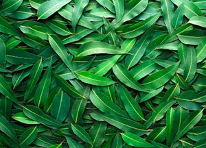 Как полоскать горло эвкалиптом