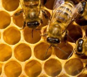 Как принимать настойку прополиса при кашле?