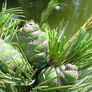 эфирные масла от простуды и насморка для детей