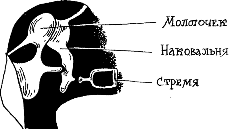 Ушной канал человека фото