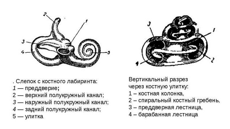 Длина слухового канала