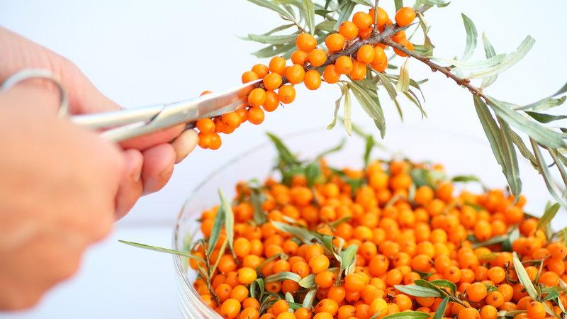 Как лечить горло облепиховым маслом