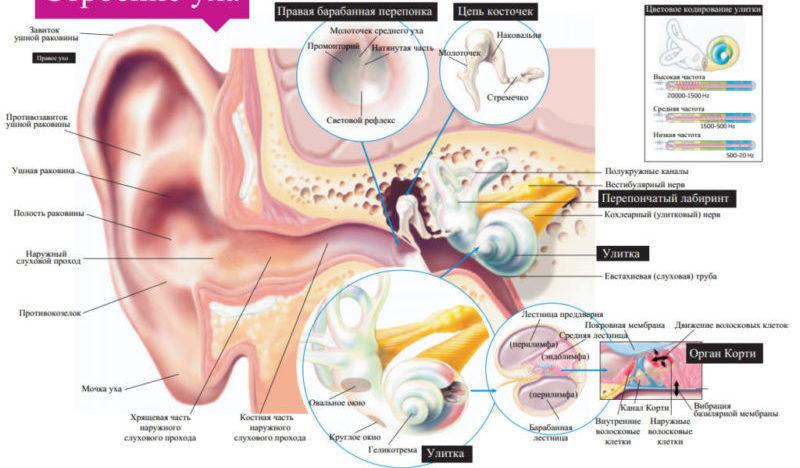 аллергический отит