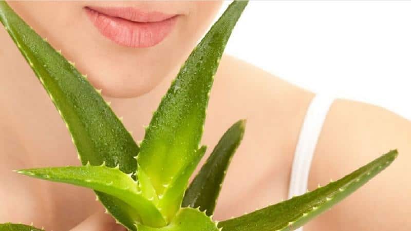 алоэ при насморке при беременности