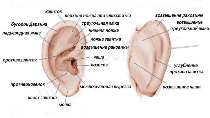 Что делать если болит ухо у ребенка, но без температуры