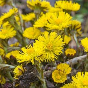 эффективное народное средство от сухого кашля