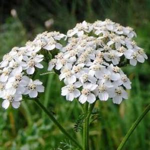 остановить сильное кровотечение из носа