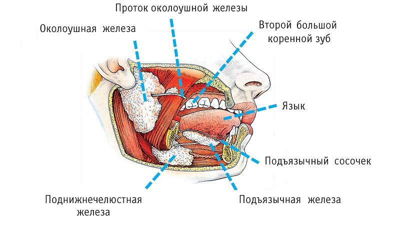 околоушной сиалоаденит