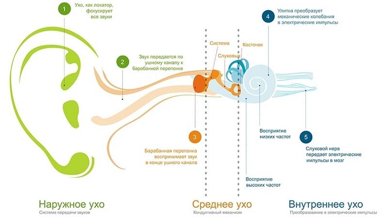 устройство уха человека