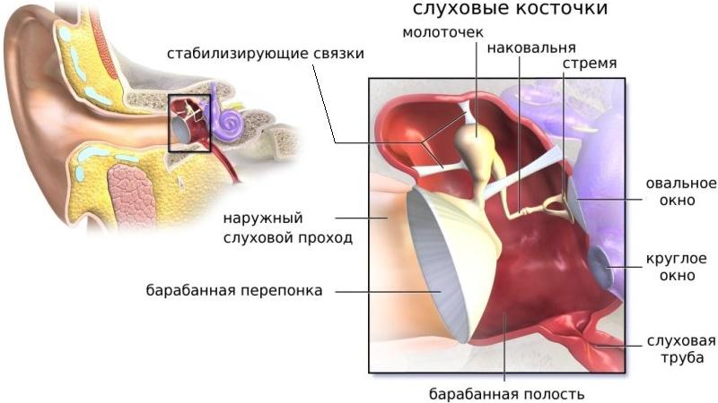 устройство человеческого уха