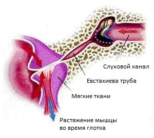 устройство уха человека