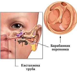 строение слухового аппарата человека