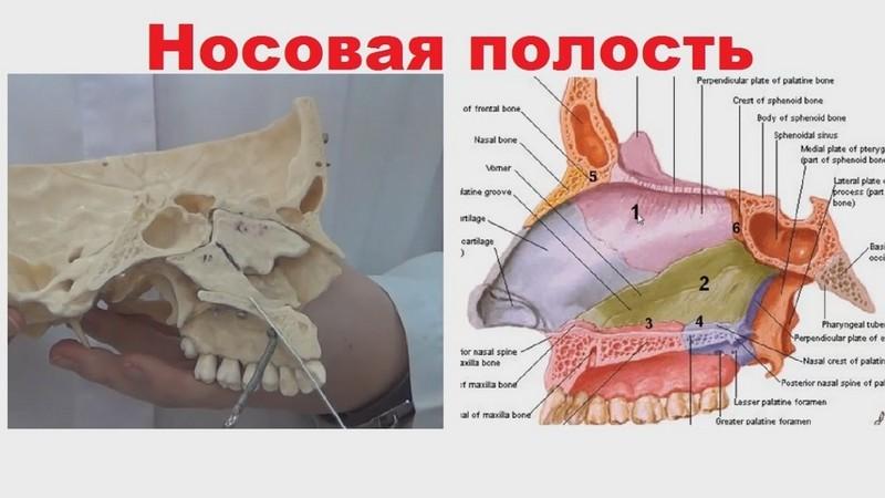 носовая часть глотки