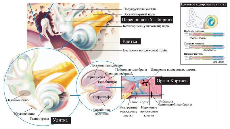 во внутреннем ухе находятся