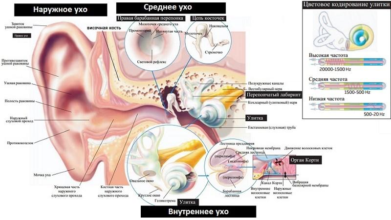 органы слуха человека