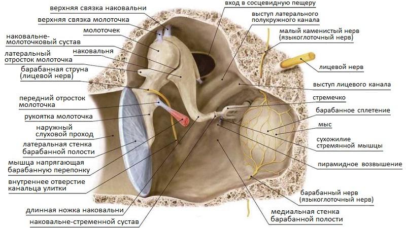 орган слуха анатомия