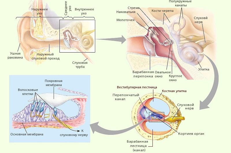 причины которые могут привести к ухудшению слуха