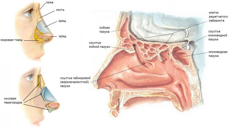носовая полость это