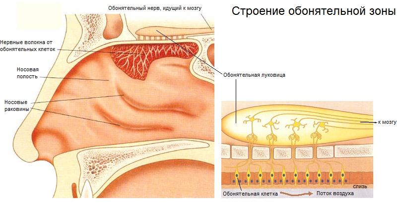 какую функцию выполняет носовая полость