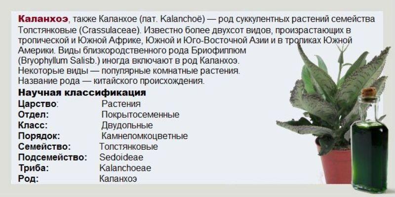 каланхоэ лечебные свойства при насморке