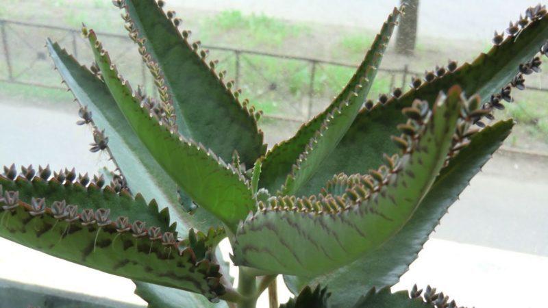 каланхоэ при гайморите как применять