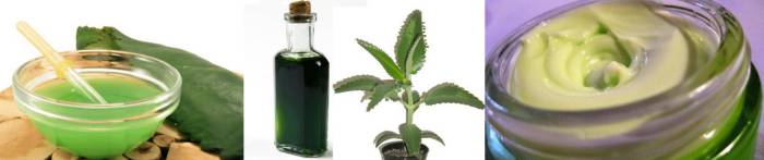 сок каланхоэ при гайморите