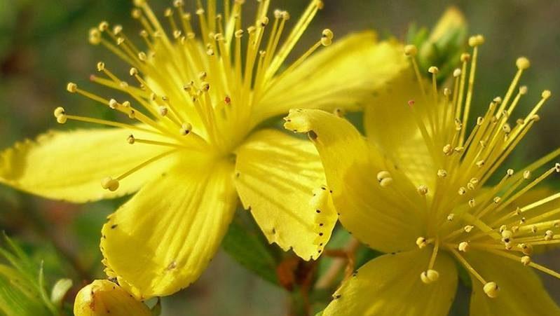 лечение гайморита травами в домашних условиях