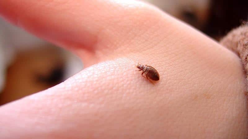 что делать если у ребенка чешется нос