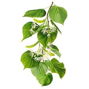 Как заваривать липовый цвет от кашля и простуды