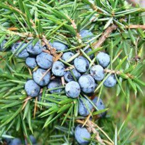 эфирные масла от простуды и насморка для детей