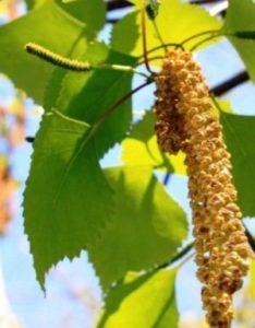 народны средства при отите у взрослых