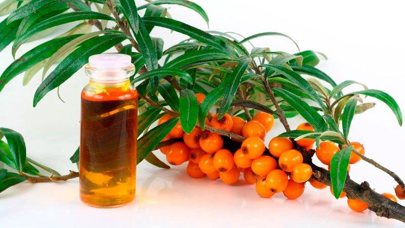 Как лечить кашель облепиховым маслом