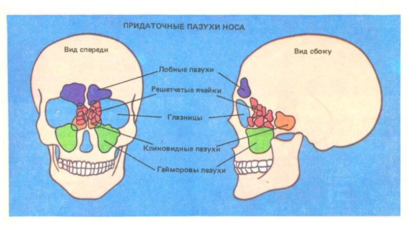 носовые каналы