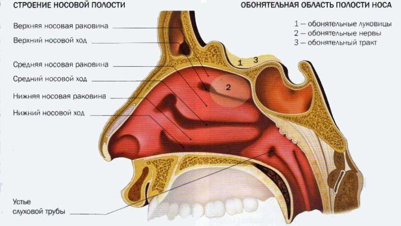 нос и околоносовые пазухи