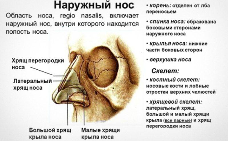 пазухи носа анатомия