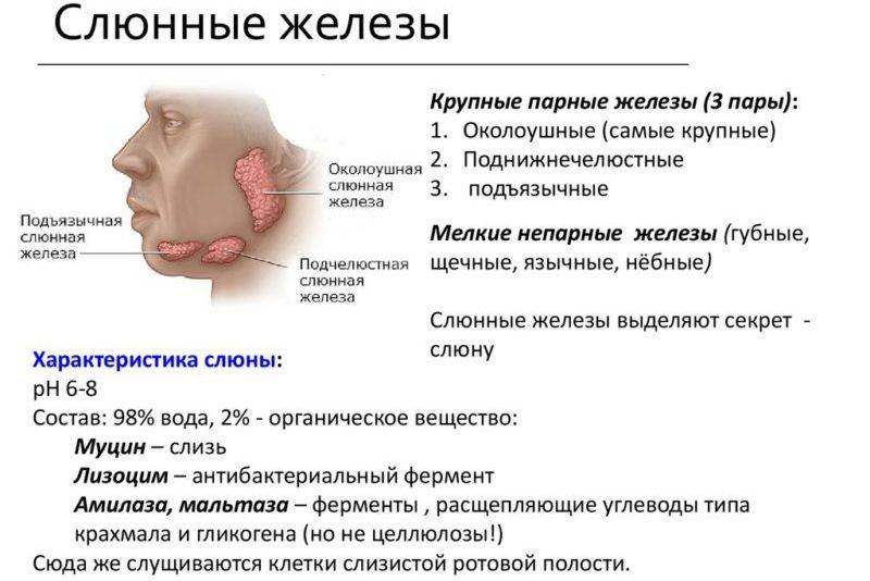 первые признаки паротита