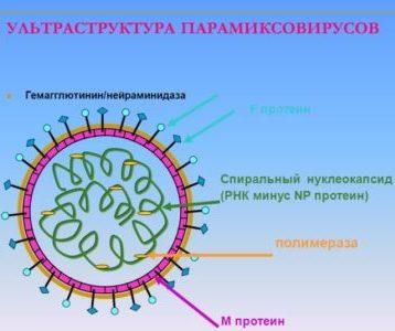 признаки паротита у взрослых