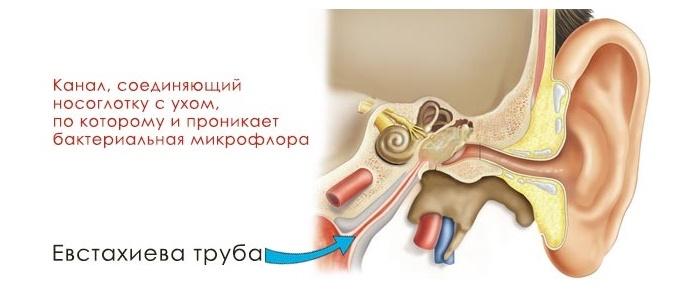 шум в ухе после простуды