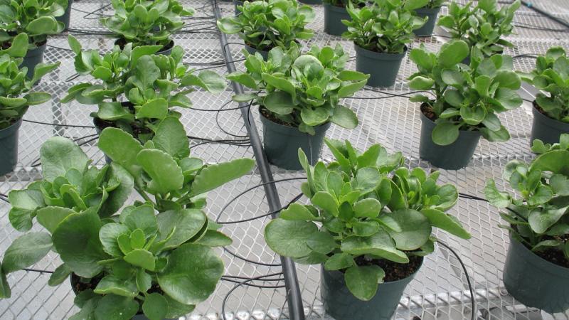 как вызвать насморк быстро